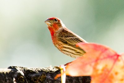 House Finch