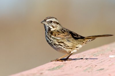 Song Sparrow