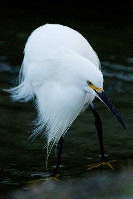 Snowy Egret