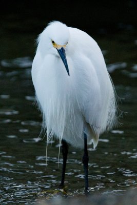 Snowy Egret