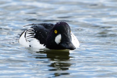 Common Goldeneye