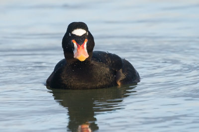 Surf Scoter