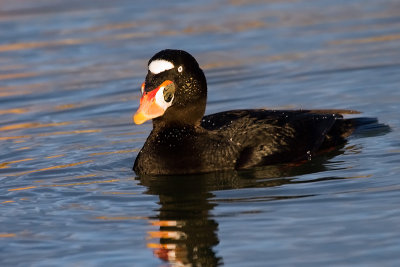 Surf Scoter