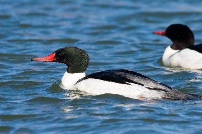 Common Mergansers