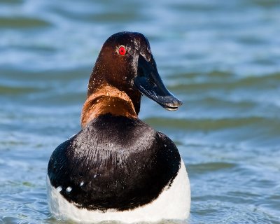 Canvasback