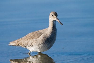 Willet