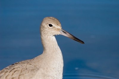 Willet