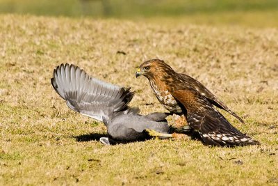 Red-shouldered Hawk with coot