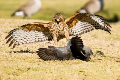 Red-shouldered Hawk killing coot 1