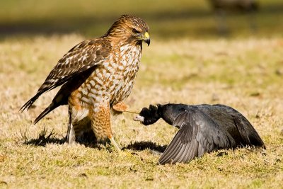 Red-shouldered Hawk killing coot 3