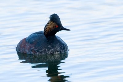 Eared Grebe