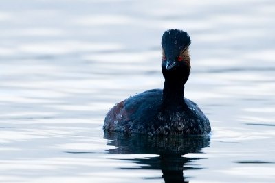 Eared Grebe