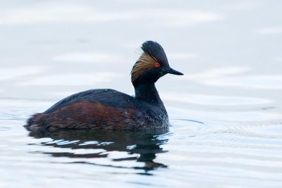 Eared Grebe