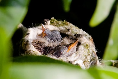 Anna's Hummingbird chicks