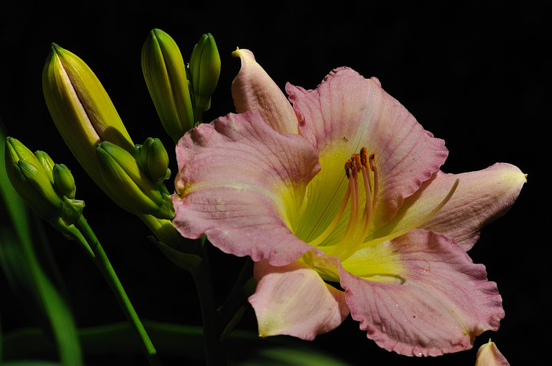 Pinkyellowlily.jpg