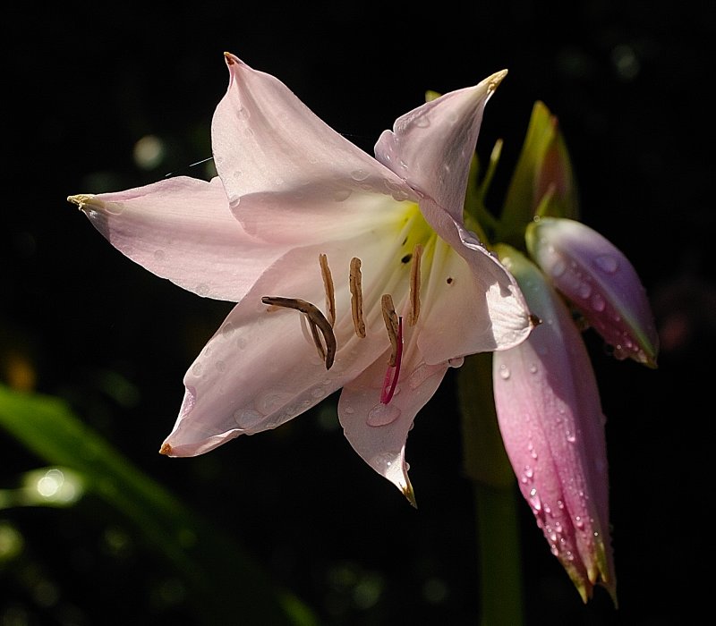 Lily4.jpg
