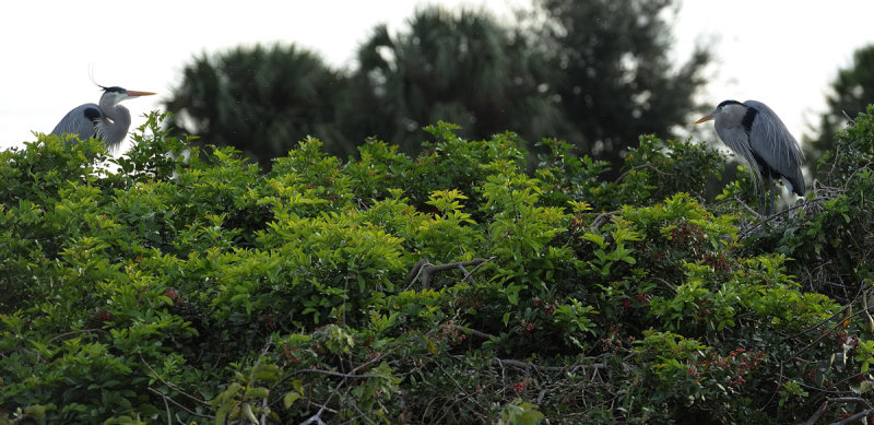 Wetlands32.jpg