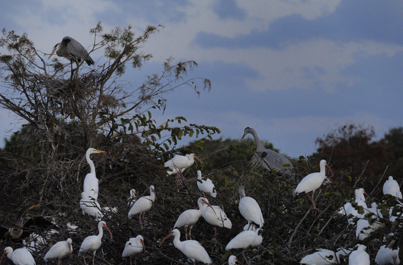 Wetlands876.jpg
