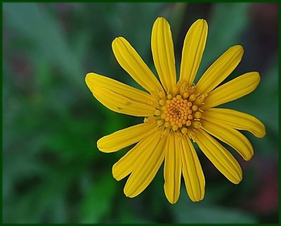 yellow flower_filtered.jpg