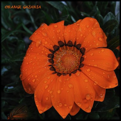 Orange Gazania.jpg