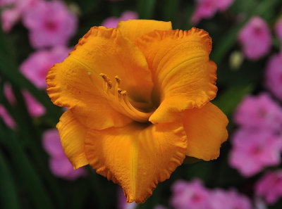 Gold Daylily.jpg