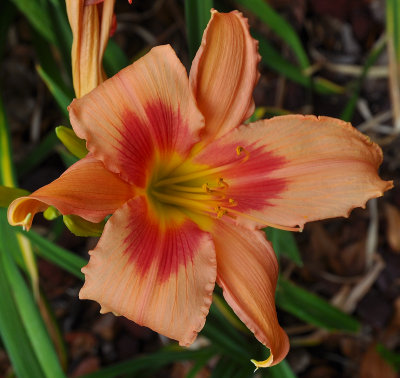 Orange stripped Lily.jpg