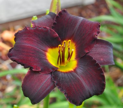 Purple dayliliy.jpg