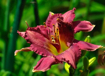 Purplegold lily.jpg