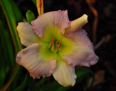 DayLily2470.jpg