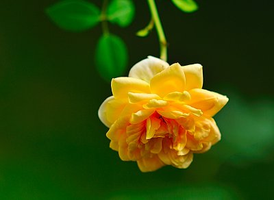 Yellow Rose8514.jpg