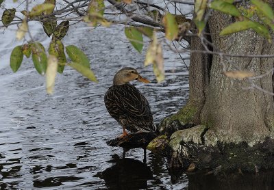Wetlands1.jpg