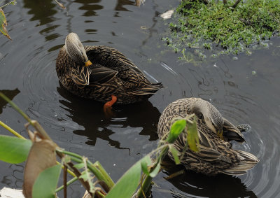 Wetlands2.jpg