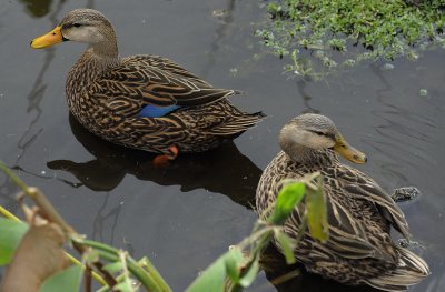 Wetlands3.jpg