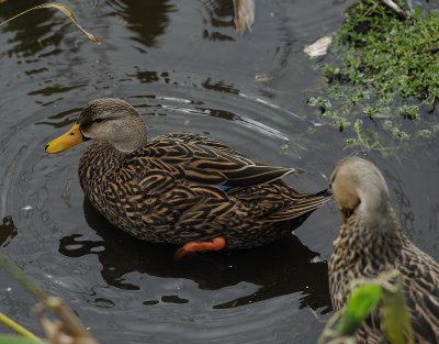 Wetlands4.jpg