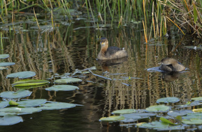 Wetlands24.jpg