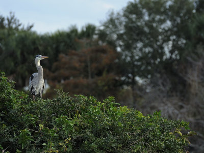 Wetlands40.jpg