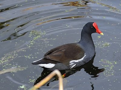 Wetlands47.jpg