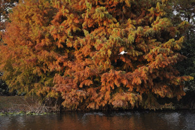 wetlands107.jpg