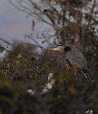 Wetlands160.jpg