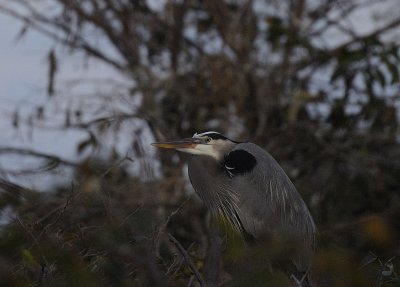Wetlands211.jpg