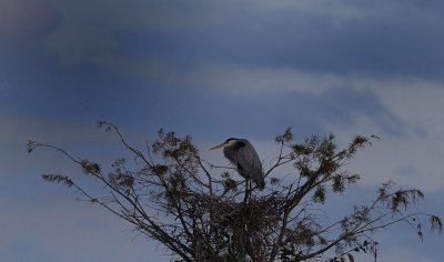 Wetlands545.jpg