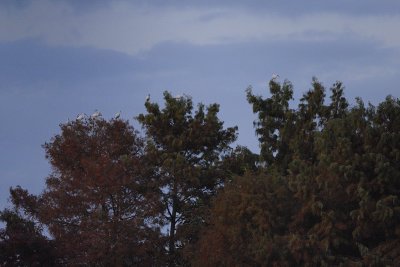 wetlands988.jpg