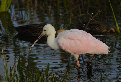WetlandsSpoonbill33.jpg