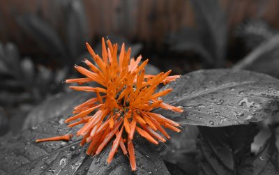 Orange flower selective color d600.jpg