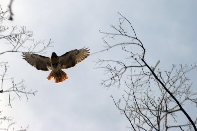 Red tailed hawk maybe? Made the coolest whooosh sound real close to me while stopped for food, then chilled in a tree