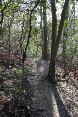 Example of the super flowy singletrack at New Quarter