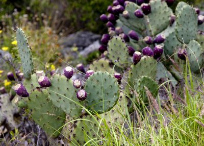 Cactus
