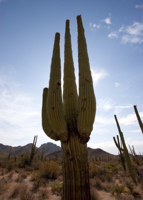 Cactus