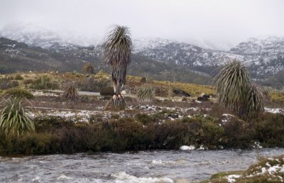 Ronny Creek - The start of the Overland Track