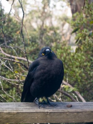Hungry Currawong